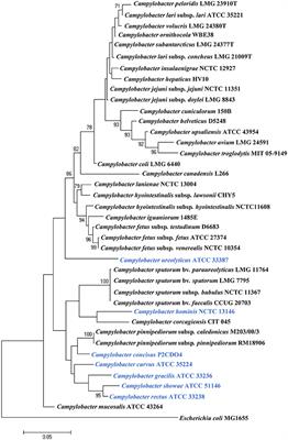 The Clinical Importance of Campylobacter concisus and Other Human Hosted Campylobacter Species